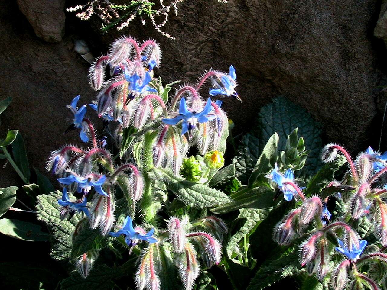 Image of borage