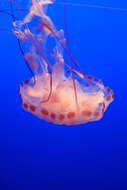 Image of purple-striped jellyfish