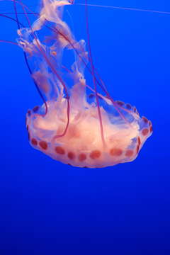 Image of purple-striped jellyfish