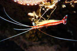 Image of Scarlet cleaner shrimp