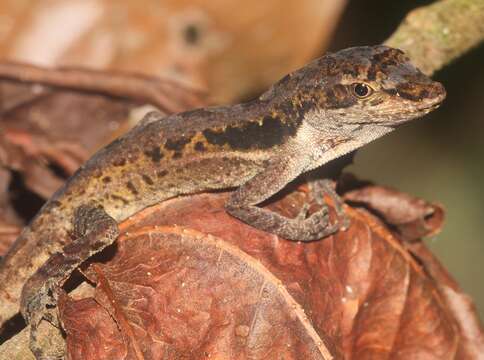 Image of Anolis ocelloscapularis (Köhler, Mccranie & Wilson 2001)