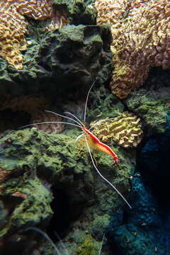 Image of Scarlet cleaner shrimp