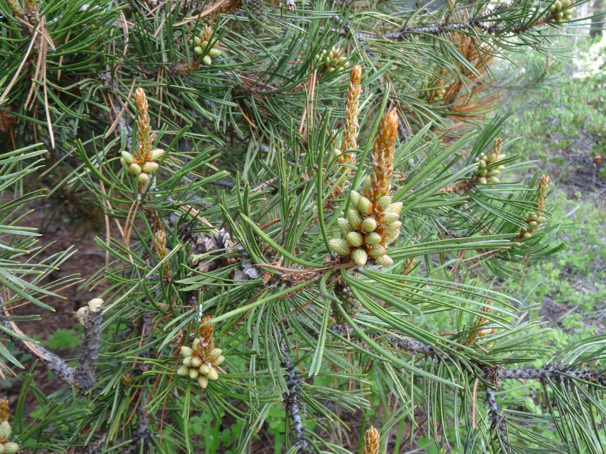 Imagem de Pinus contorta Douglas ex Loudon