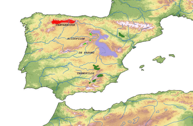 Слика од Juniperus thurifera L.