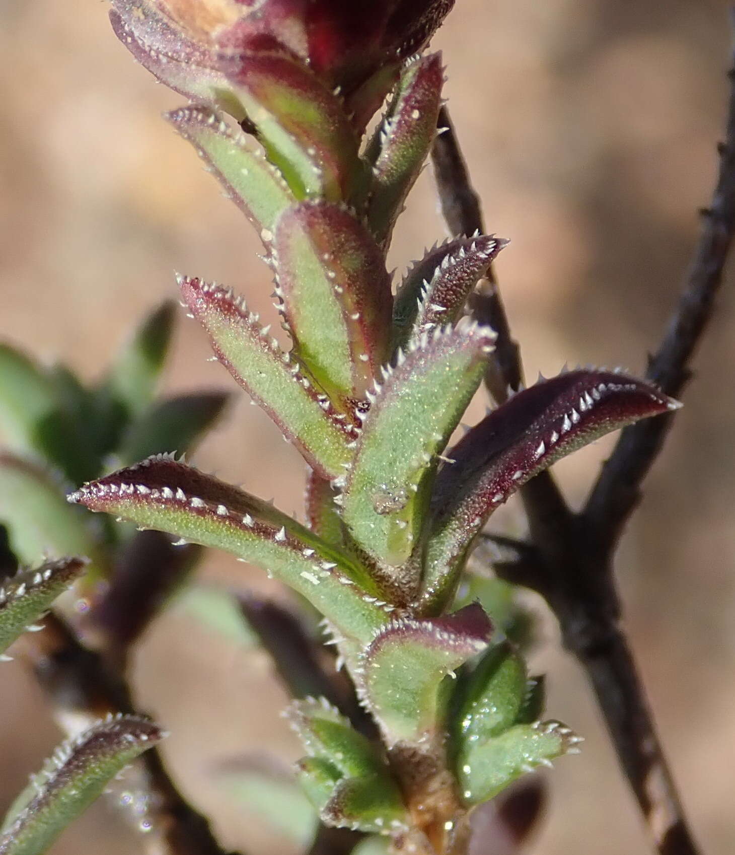 Image of Pteronia staehelinoides DC.