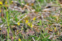 Image of woodland draba