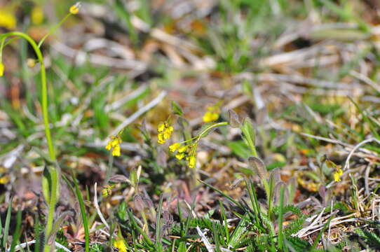 Image of woodland draba