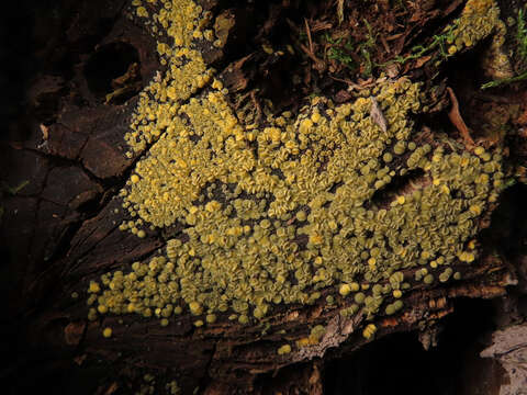 Image de Mollisia ventosa P. Karst. 1871