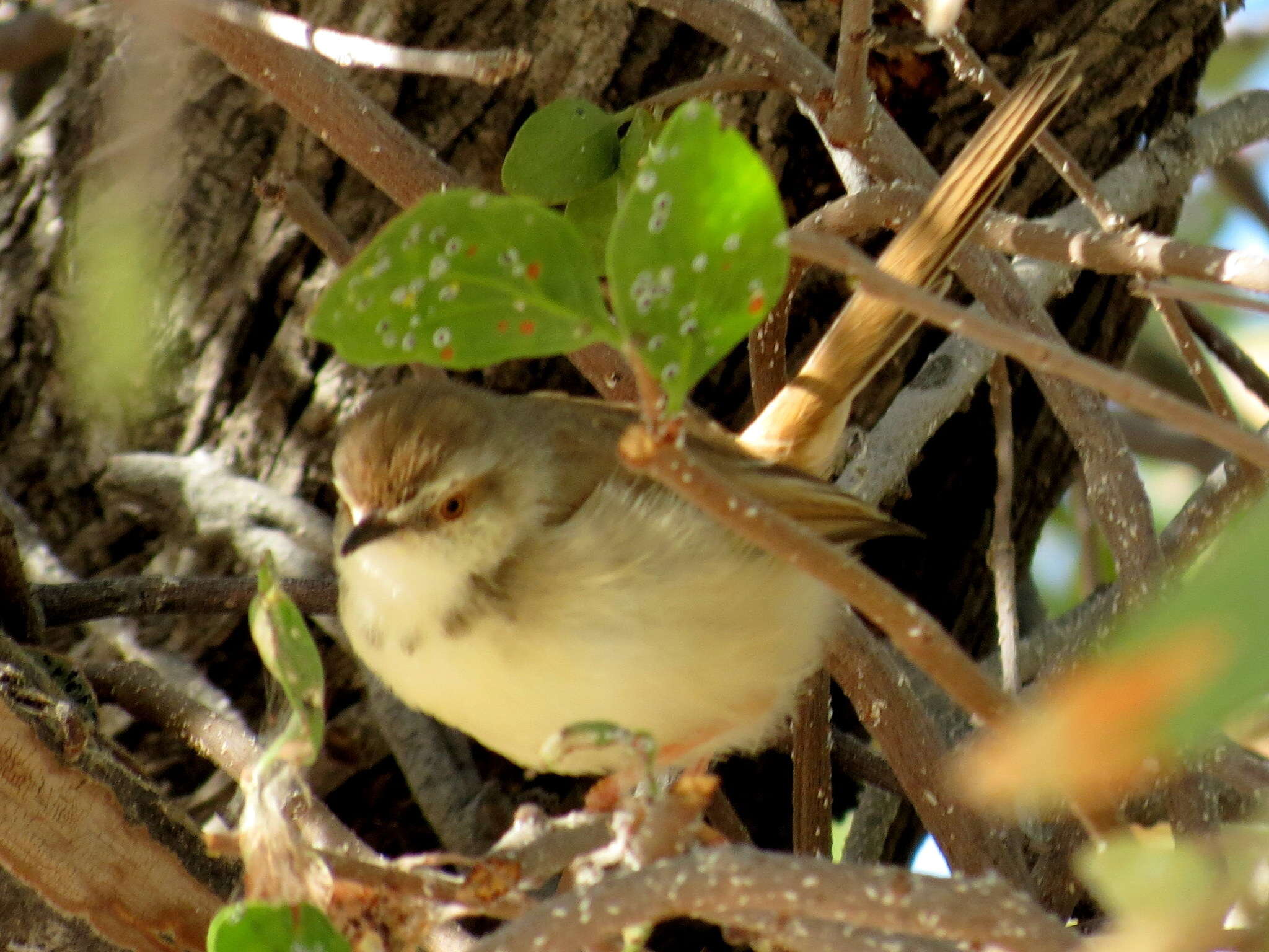 Image of Prinia flavicans flavicans (Vieillot 1821)