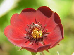 Image of ruby cinquefoil
