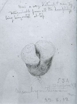 Image of Lithops hookeri (A. Berger) Schwant.