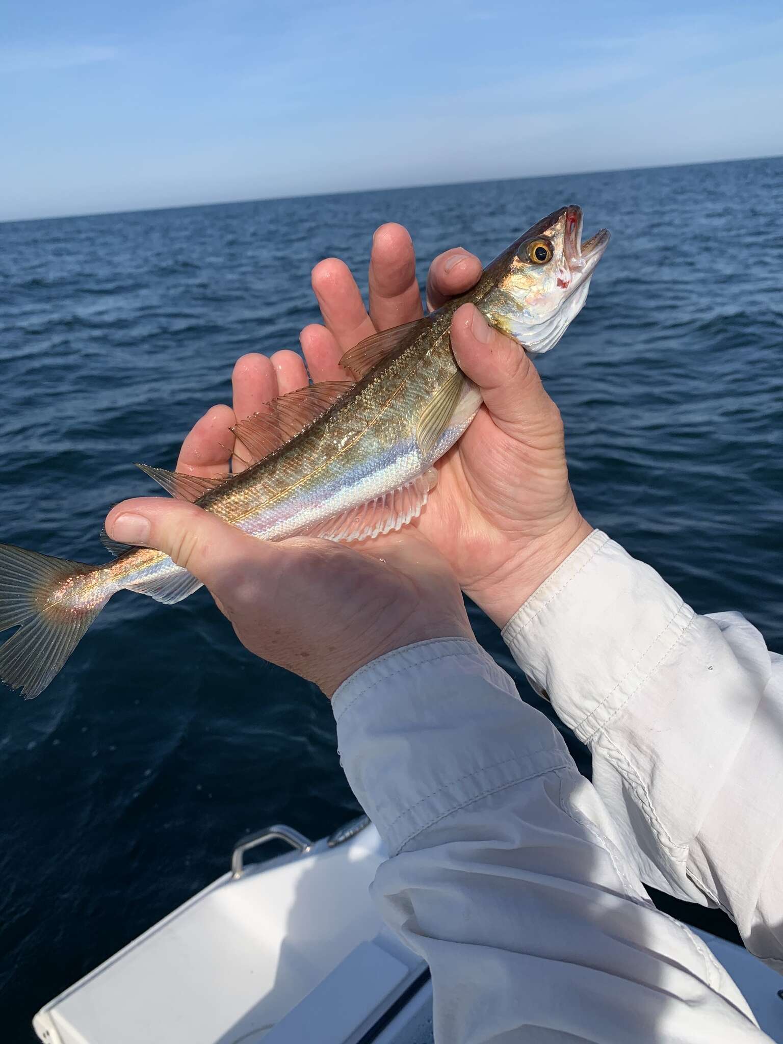 Image of Atlantic hake