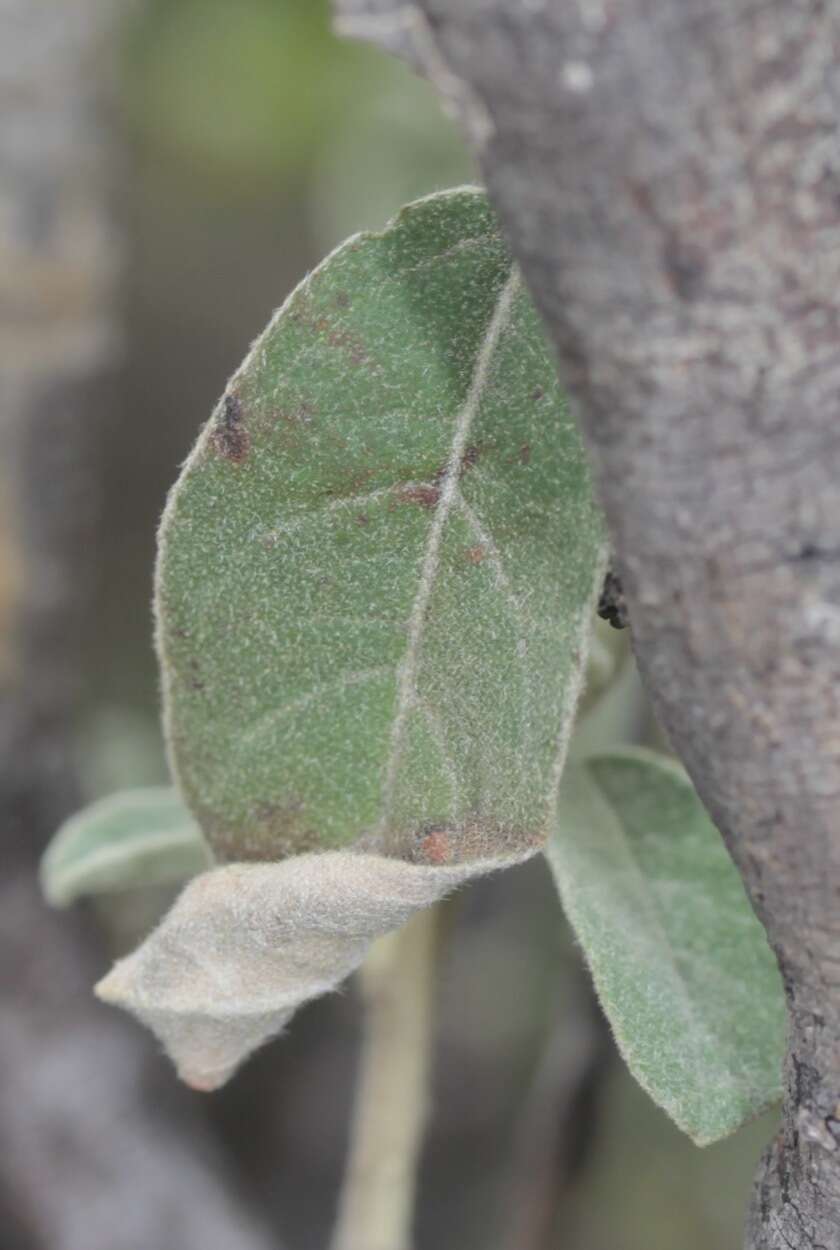 Image of Torrey's croton