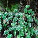 Image of Begonia calderonii Standl.