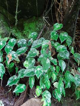 Image of Begonia calderonii Standl.