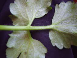 Image of hairy buttercup