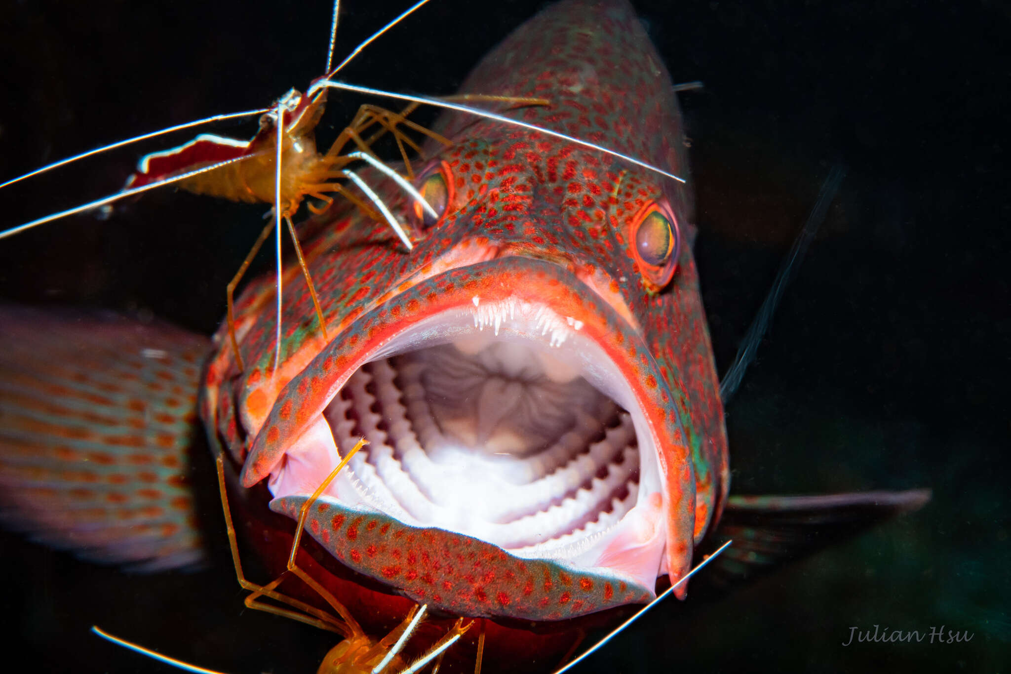 Image of Peacock rockcod