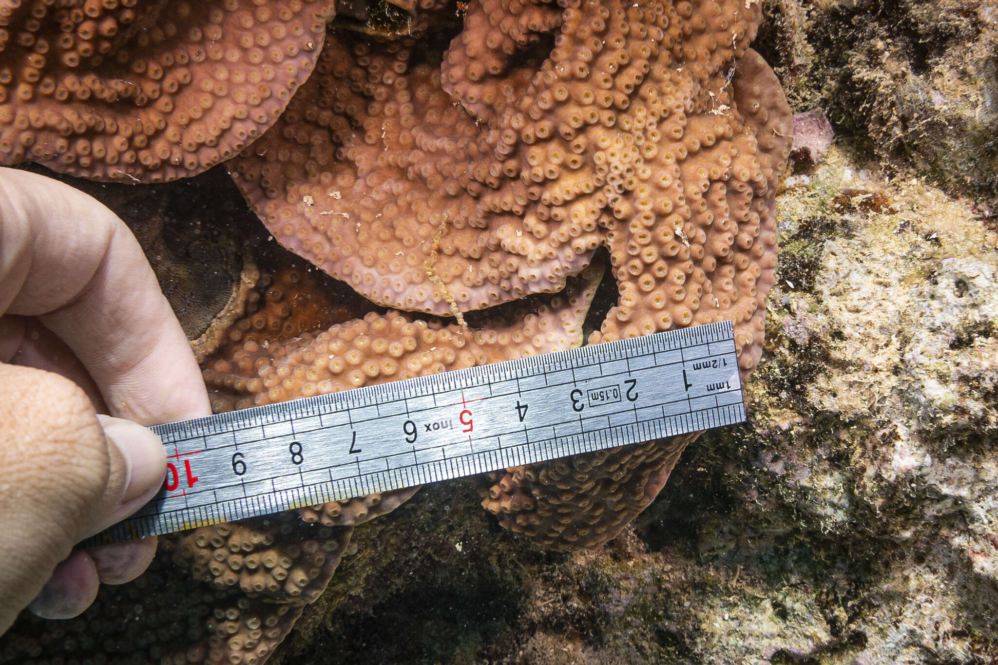 Image of Turbinaria coral