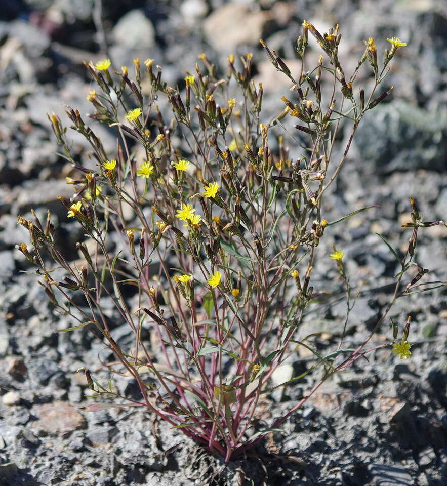 Askellia elegans (Hook.) W. A. Weber resmi