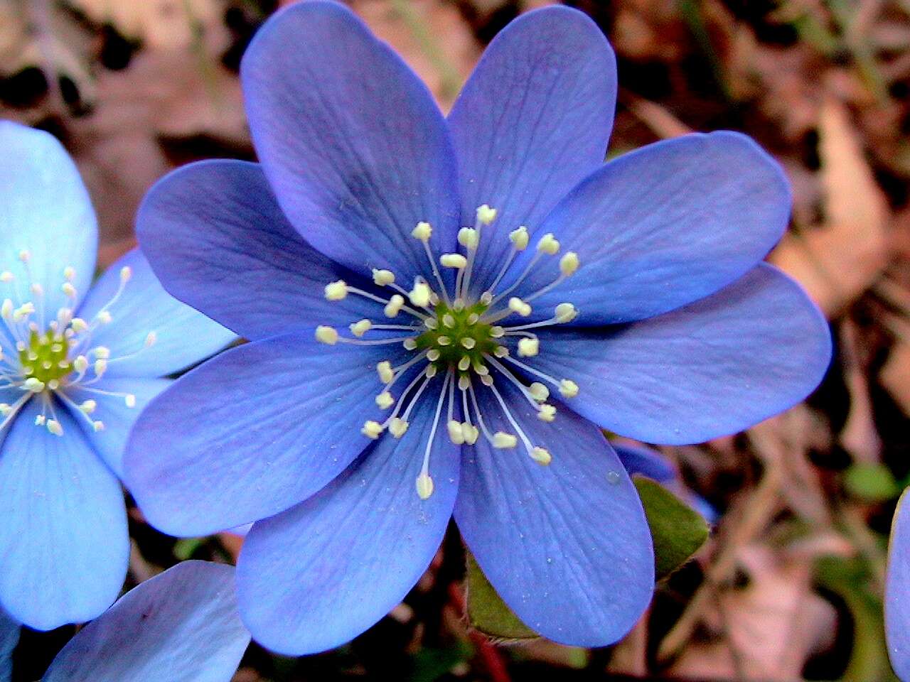 Plancia ëd Hepatica nobilis Schreb.