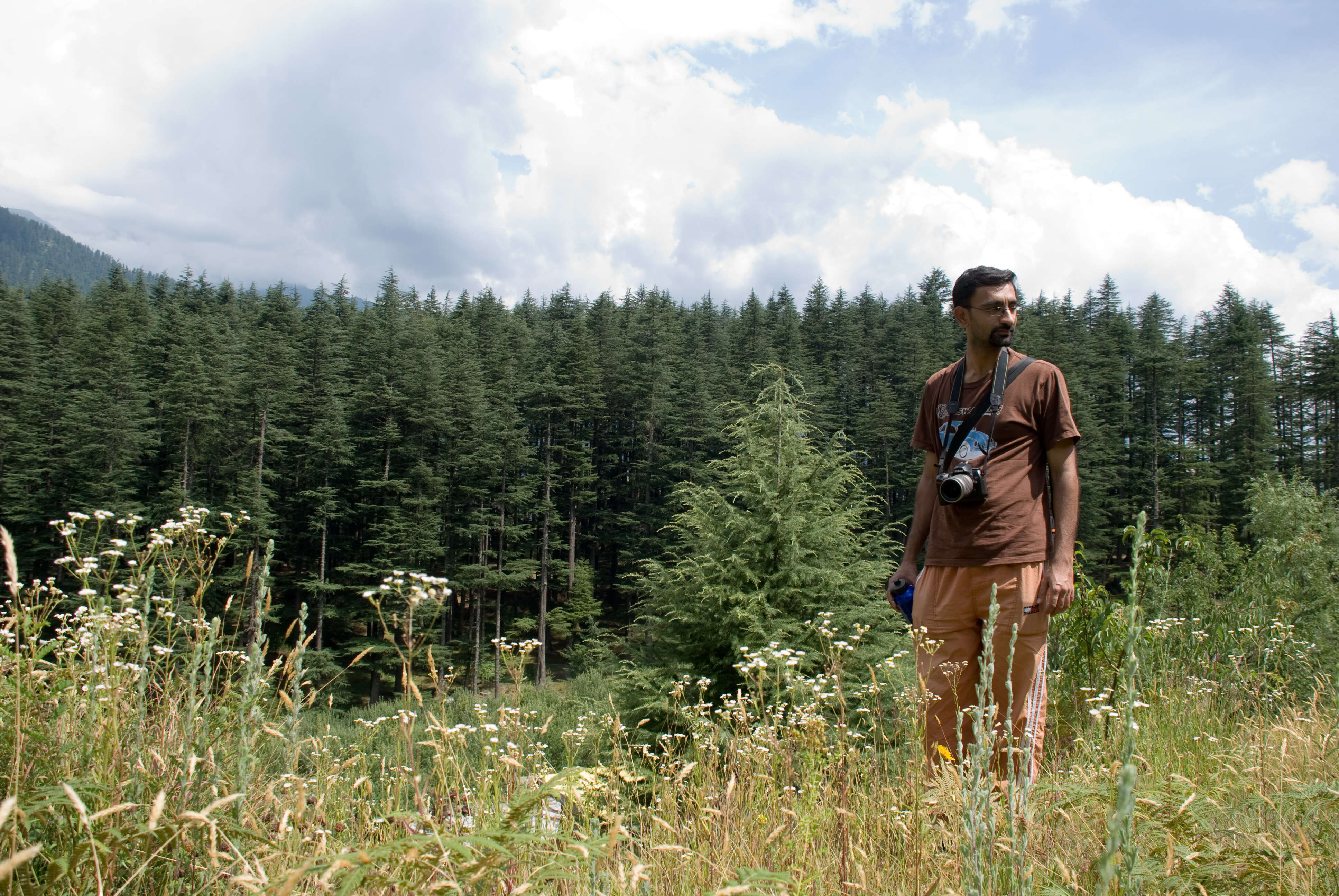 Image of Deodar cedar