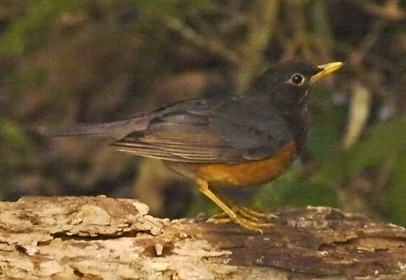 Image of Black-breasted Thrush