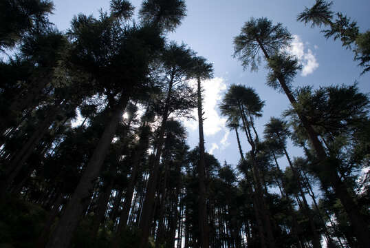 Image of Deodar cedar