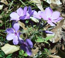 Image of wild blue phlox