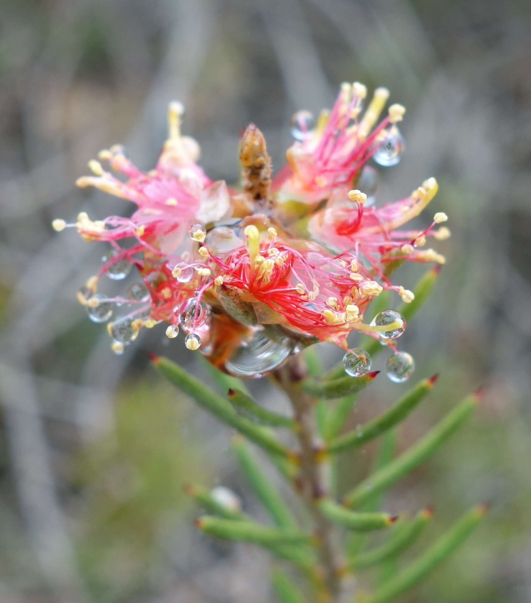 صورة Callistemon brachyandrus Lindl.