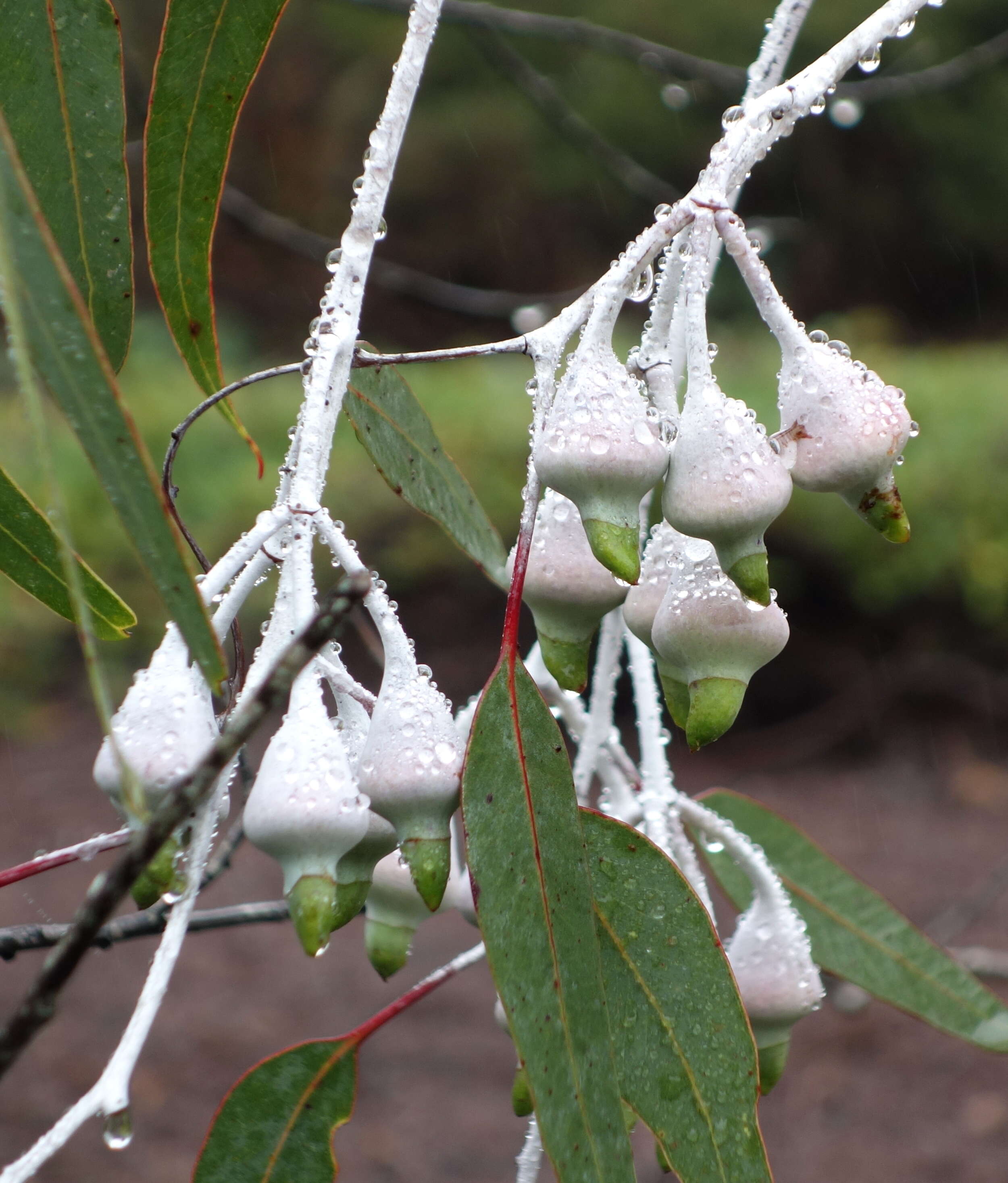 Слика од Eucalyptus caesia Benth.