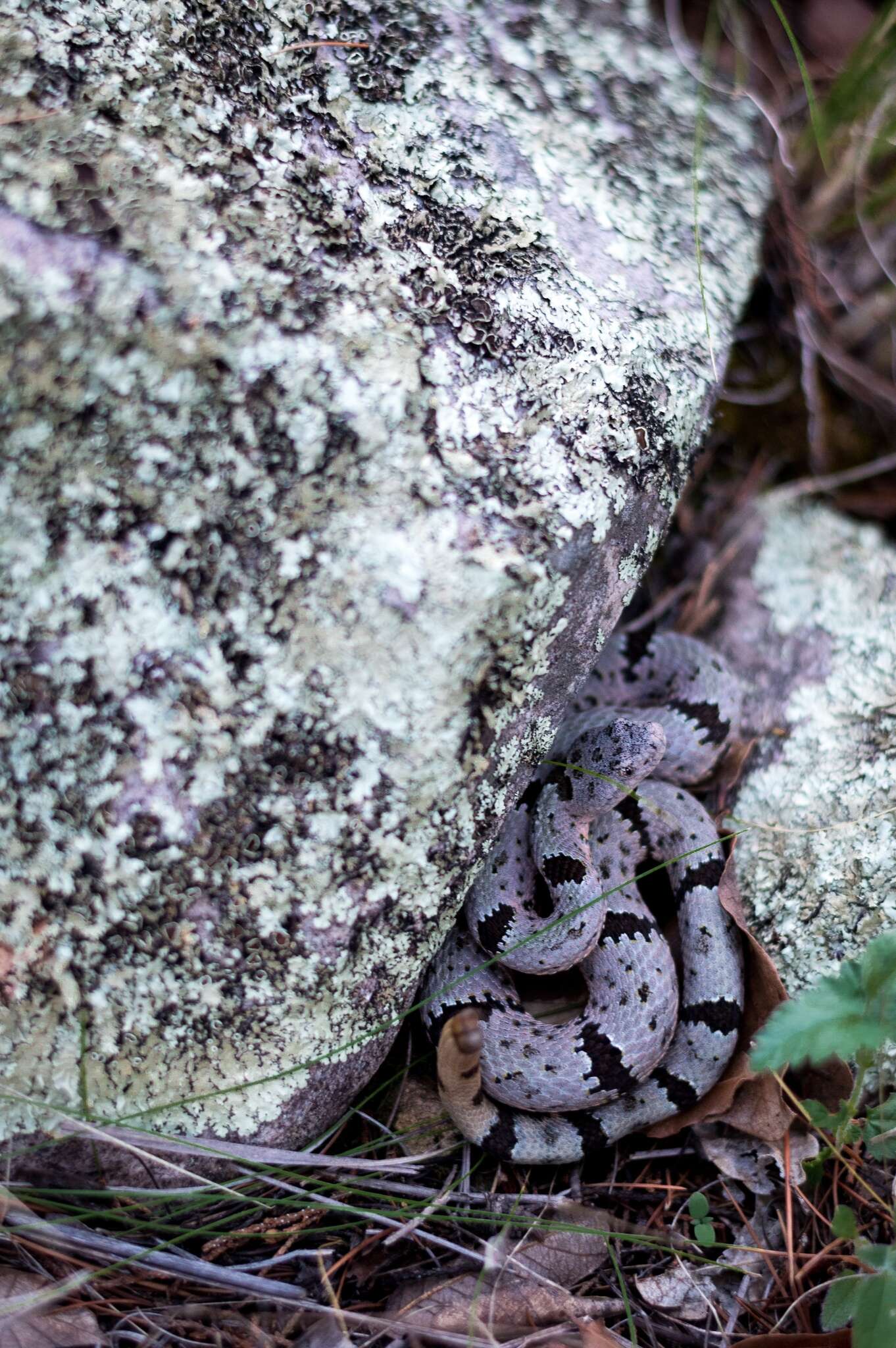 Crotalus lepidus klauberi Gloyd 1936 resmi