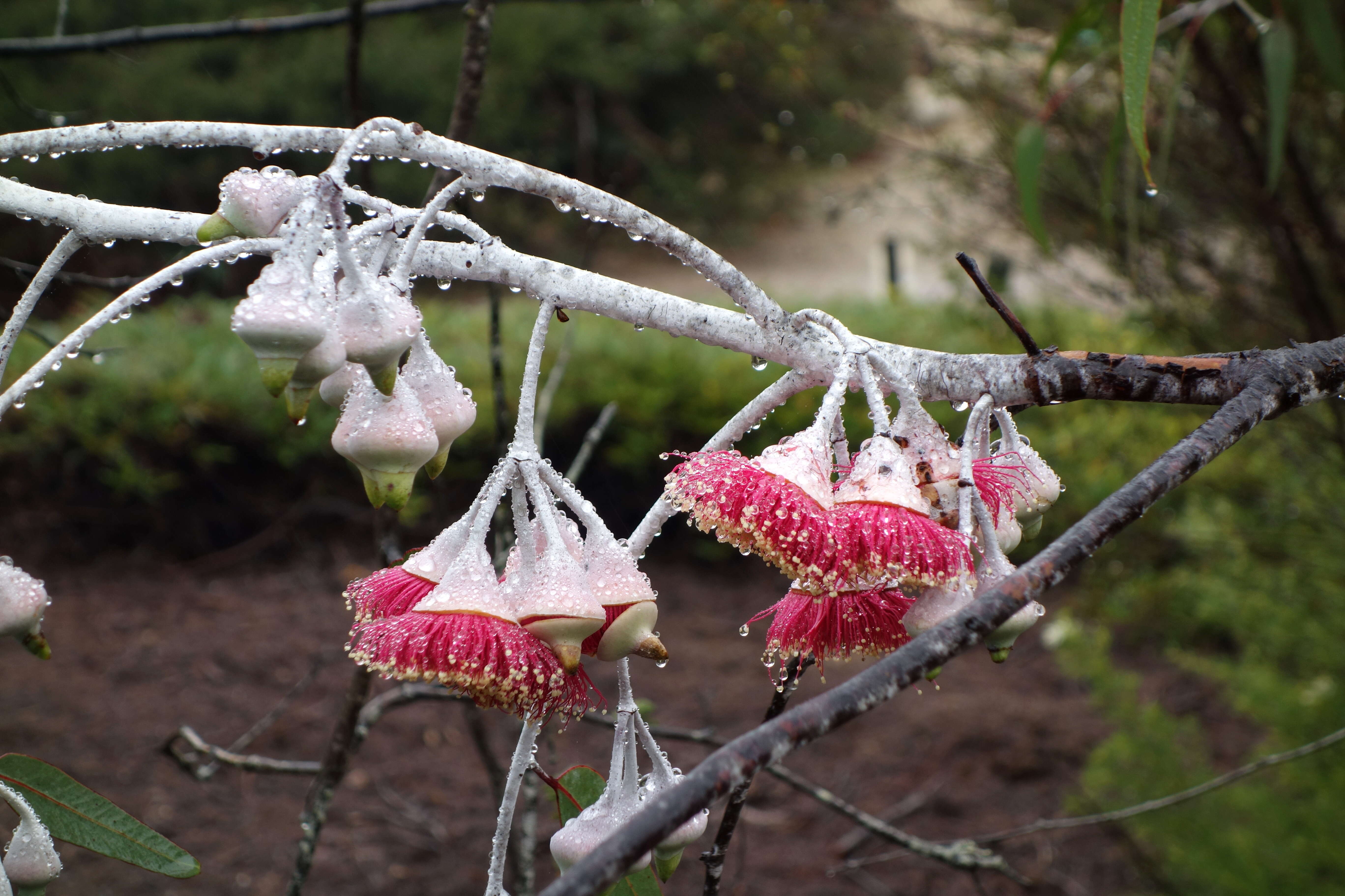 Слика од Eucalyptus caesia Benth.