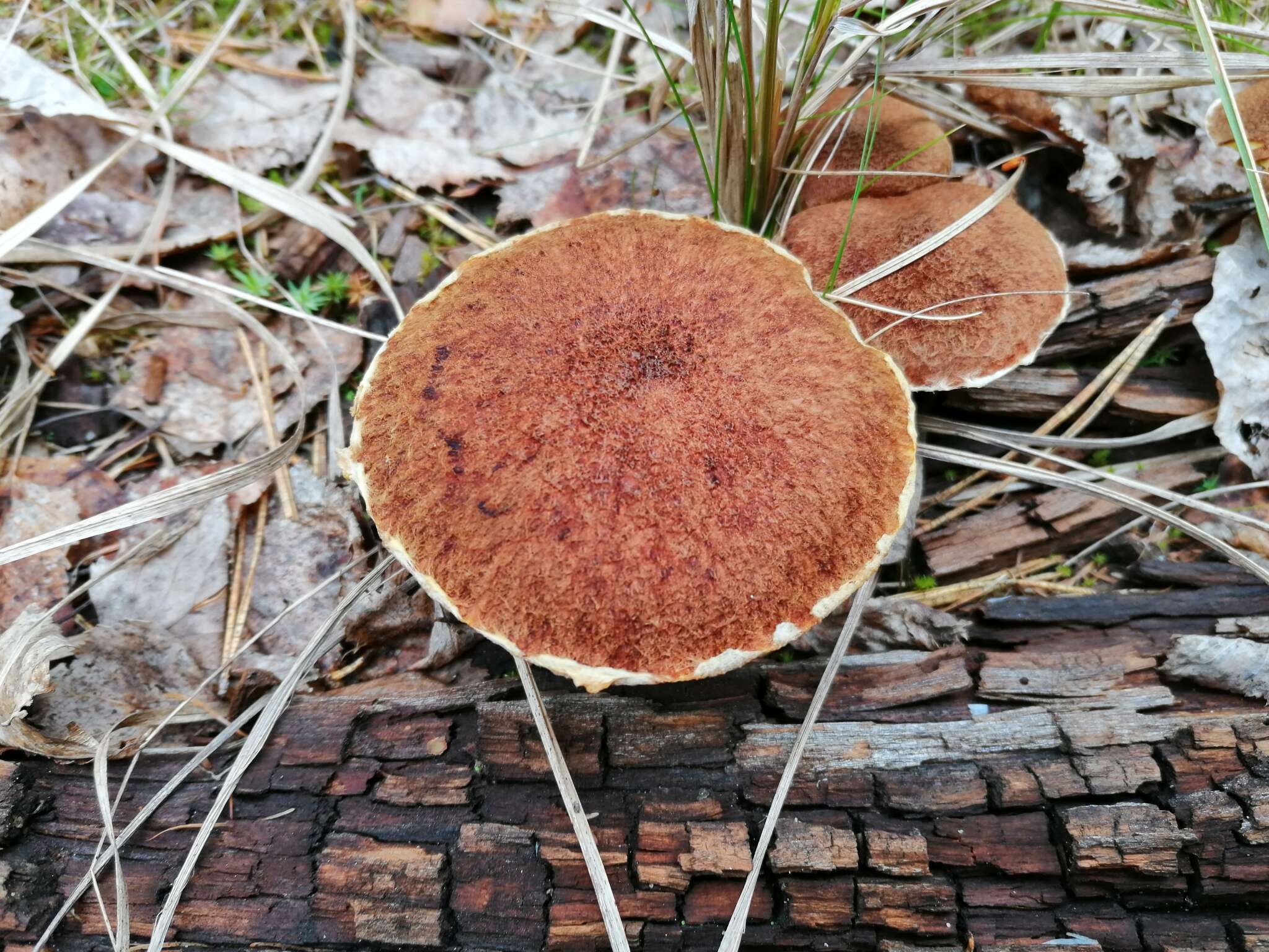 Image de Suillus cavipes (Klotzsch) A. H. Sm. & Thiers 1964