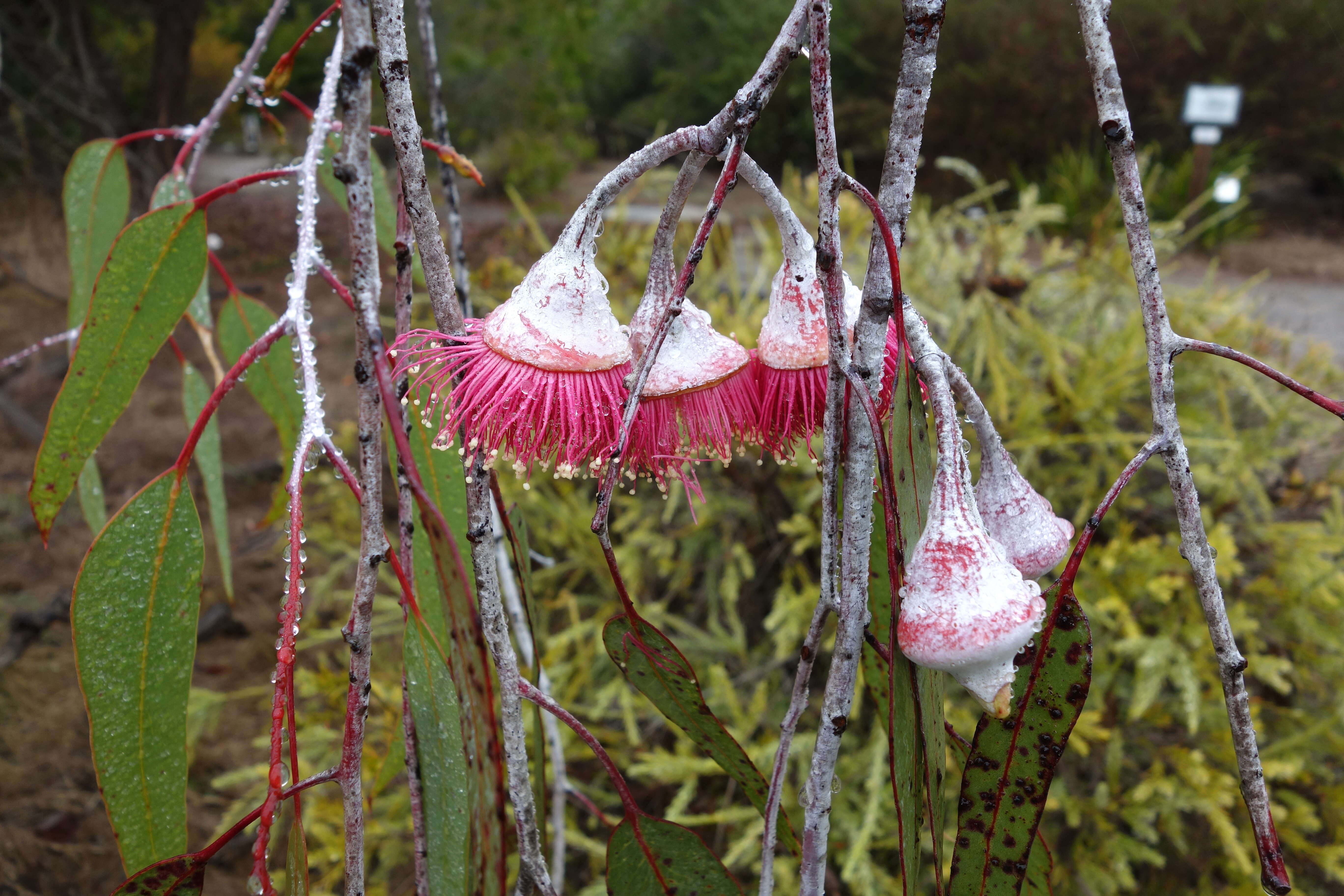 Слика од Eucalyptus caesia Benth.