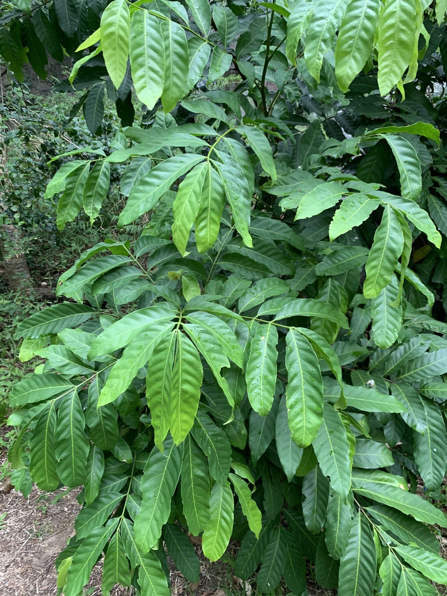 麝香楝的圖片