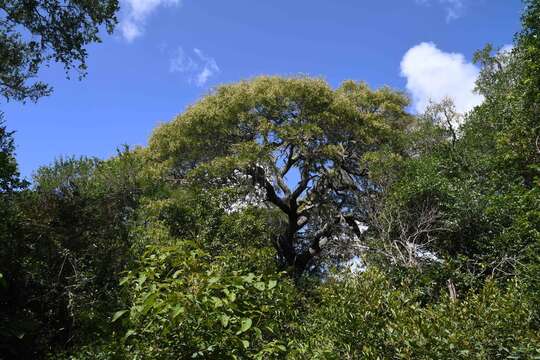 Image of Lebombo wattle