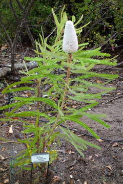 Image of Acorn Banksia