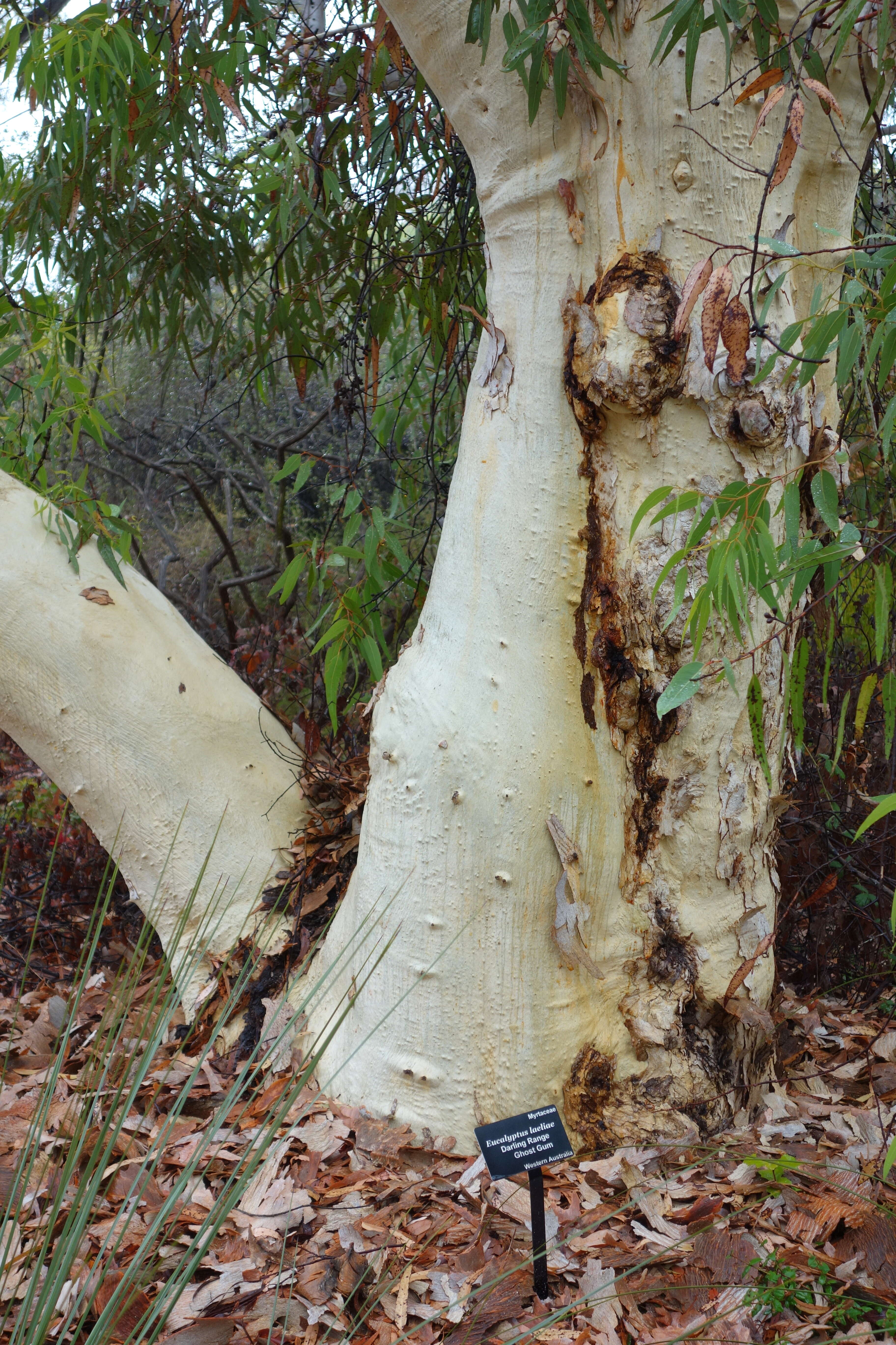 Image of Eucalyptus laeliae Podger & Chippendale
