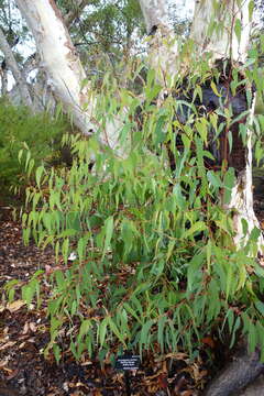 Image of Eucalyptus laeliae Podger & Chippendale