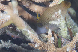 Image of Black-lined filefish