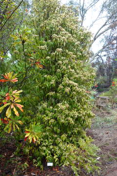 Image of Lemon Myrtle