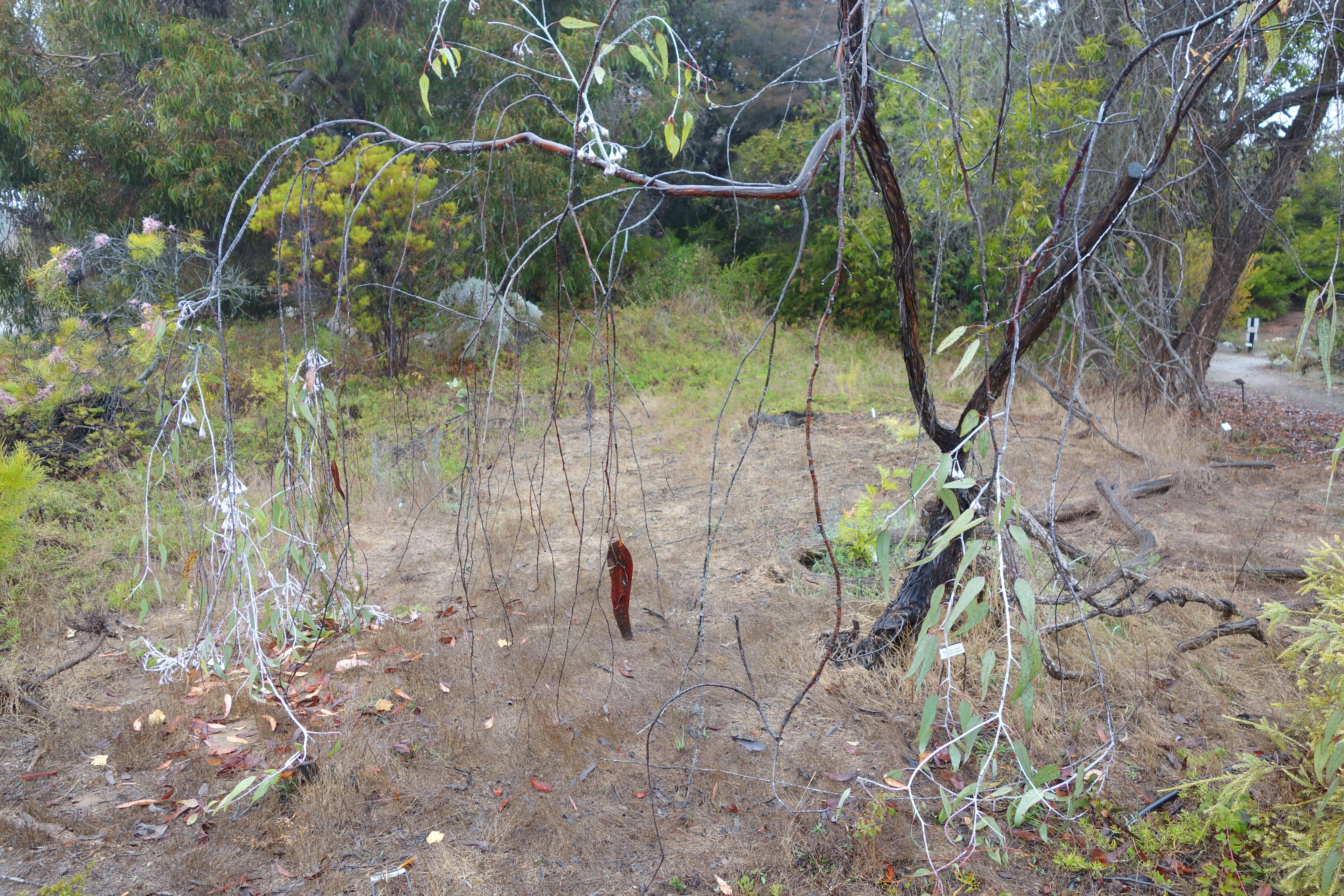 Слика од Eucalyptus caesia Benth.