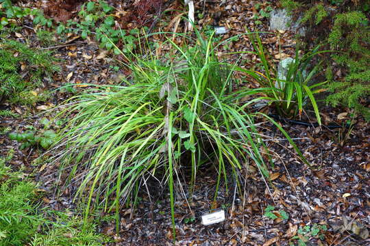 Image of Dianella brevicaulis (Ostenf.) G. W. Carr & P. F. Horsfall