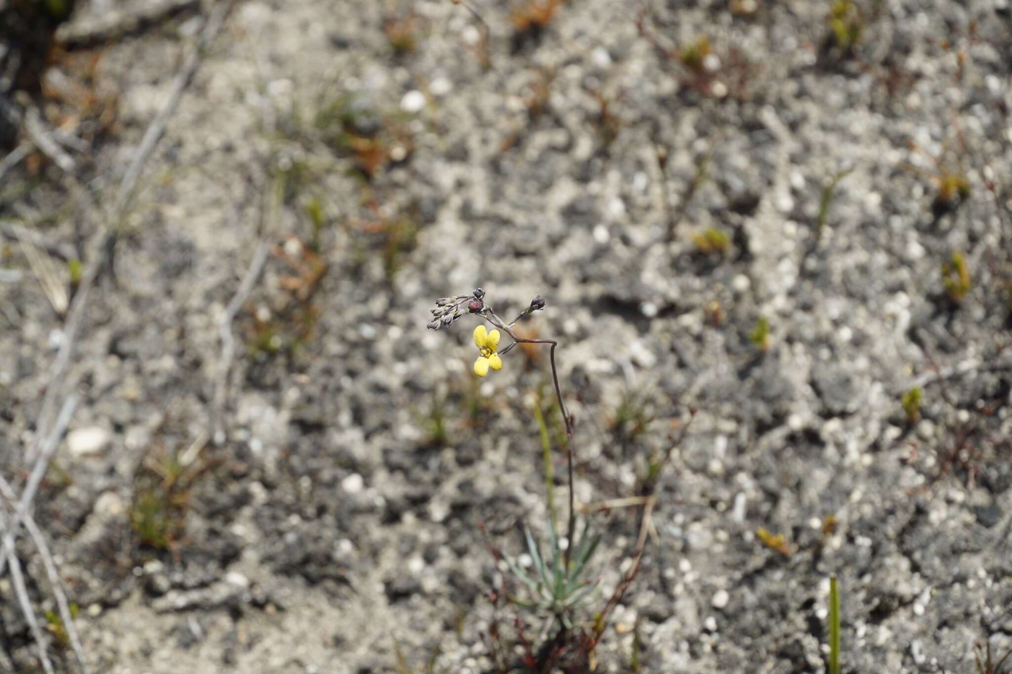 Image of Stylidium luteum R. Br.