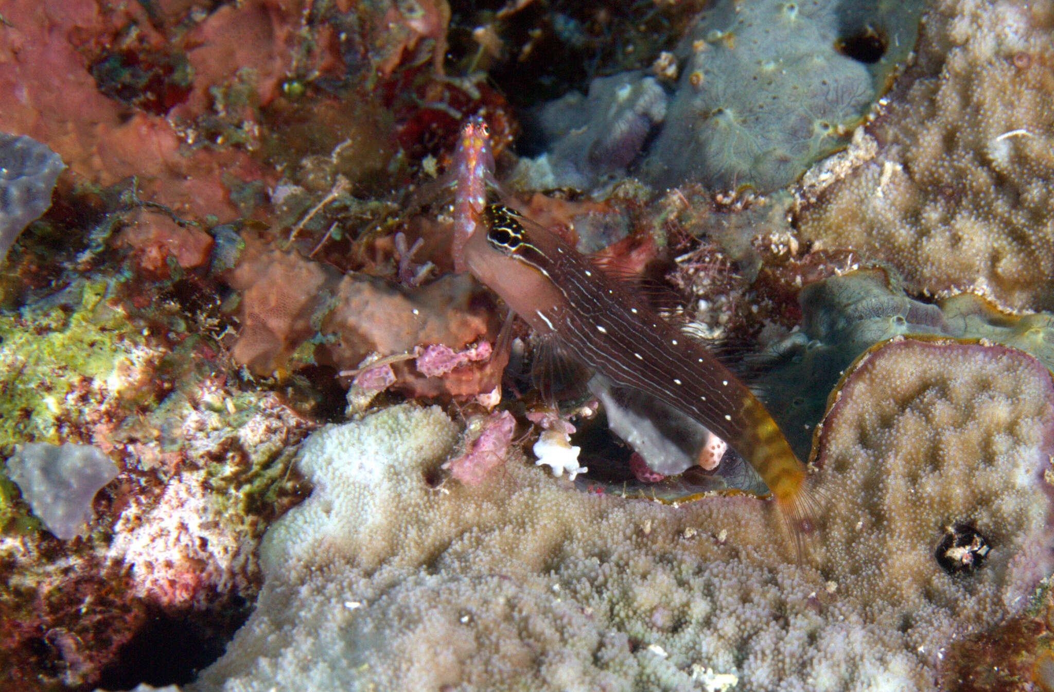 Image of Pictus Blenny