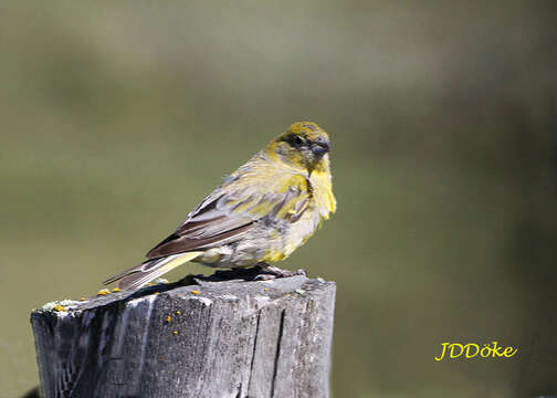 Image of Patagonian Yellow Finch