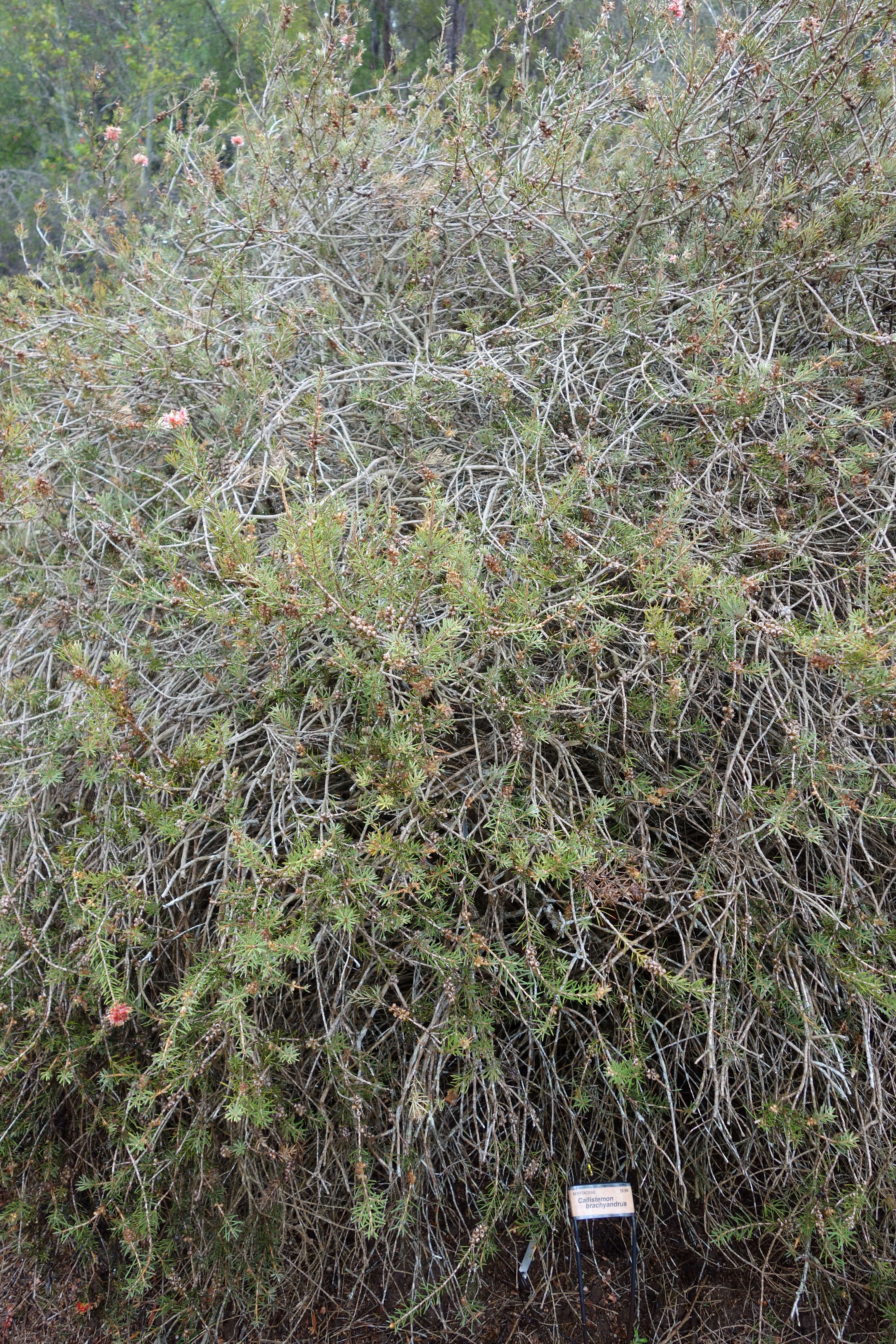 صورة Callistemon brachyandrus Lindl.