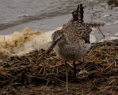 Image of Wood Sandpiper