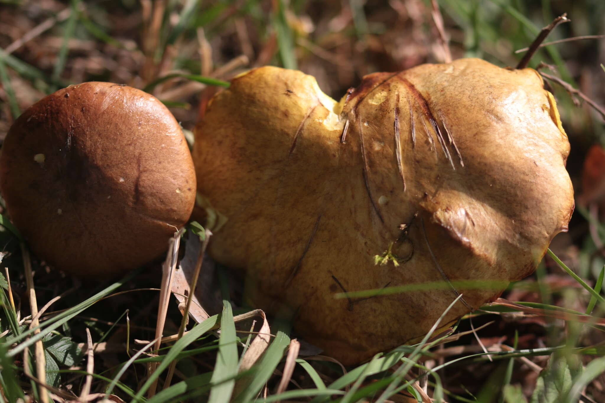 Sivun Suillus collinitus (Fr.) Kuntze 1898 kuva