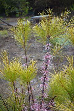 Imagem de Hakea bakeriana F. Müll. & Maiden